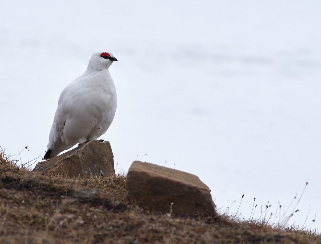 Pentax K-1, HD D-FA 150-450mm