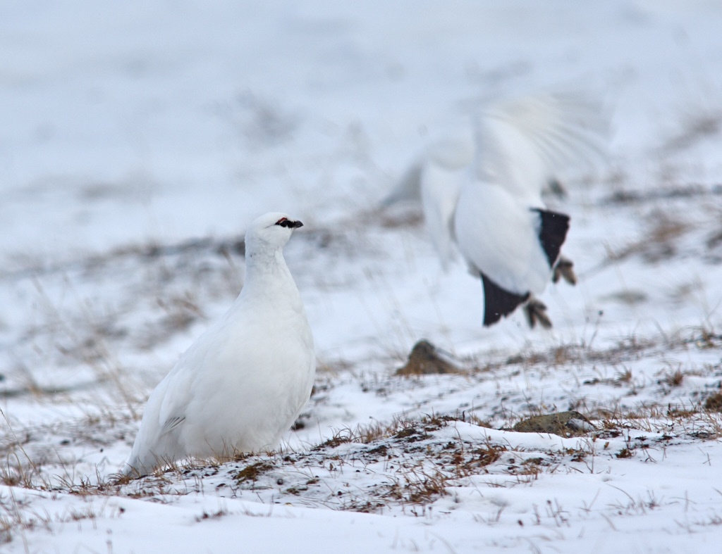 Pentax K-3, Sigma 300mm + 1,4 TC.