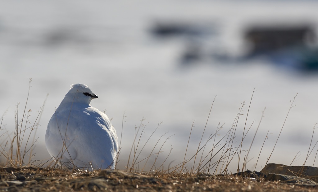 Pentax K-3, HD D-FA 150-450mm