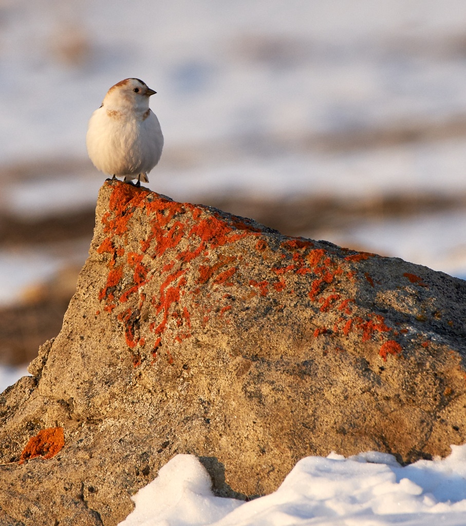 Pentax K-3, HD D-FA 150-450mm