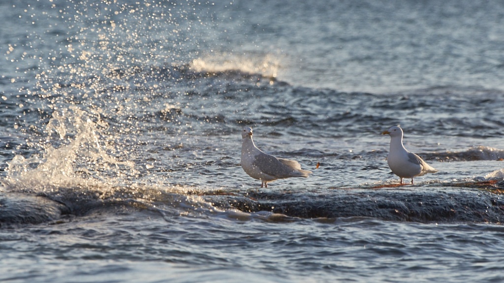 Pentax K-3, HD D-FA 150-450mm