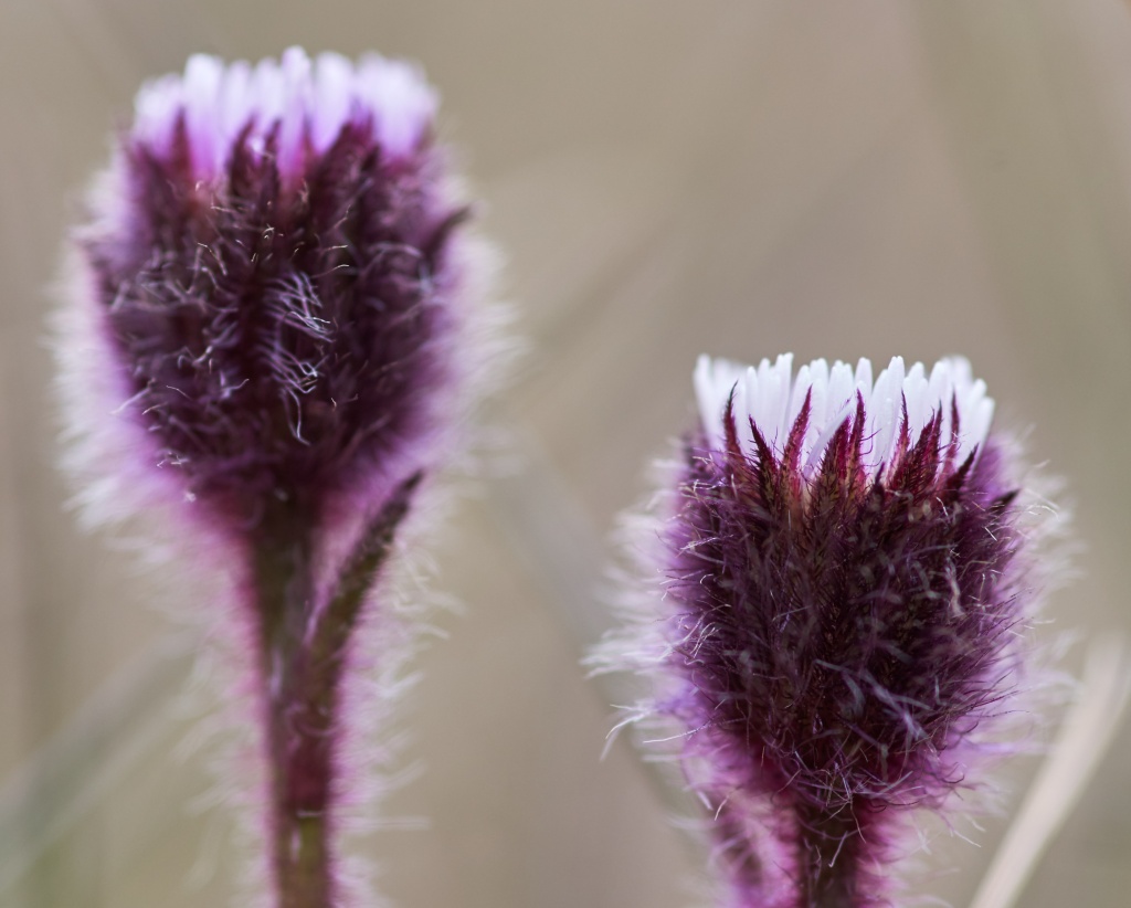 Pentax K-1, D-FA 100mm macro