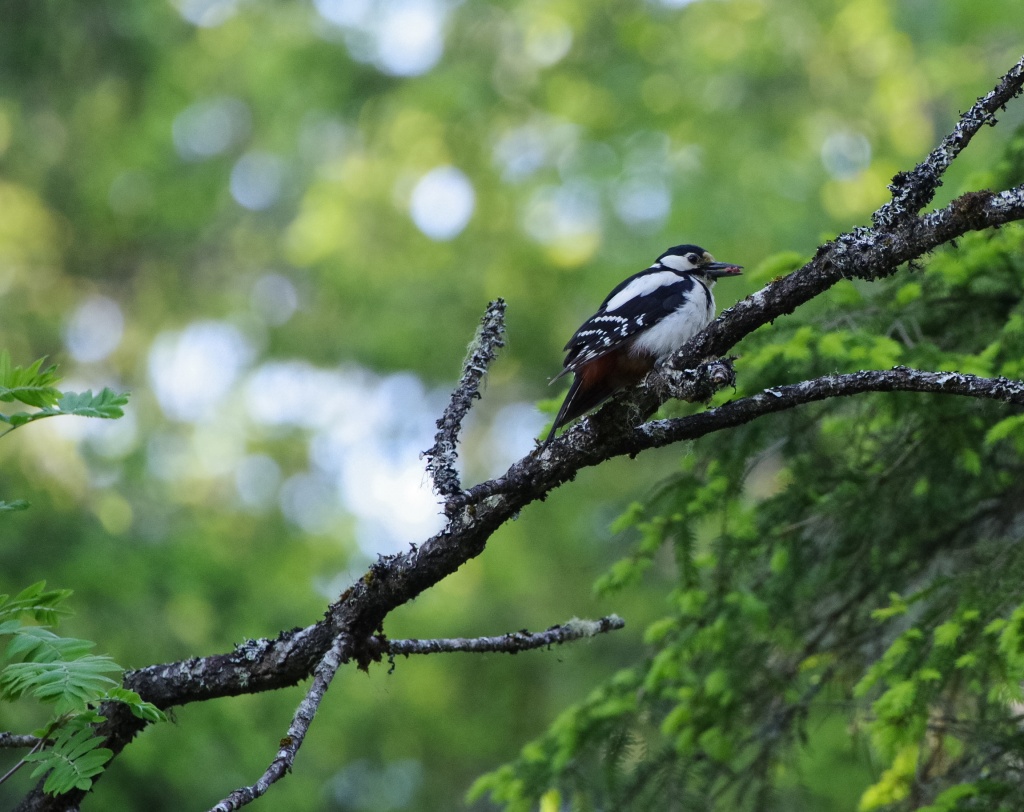 Pentax K-1, HD D-FA 150-450mm