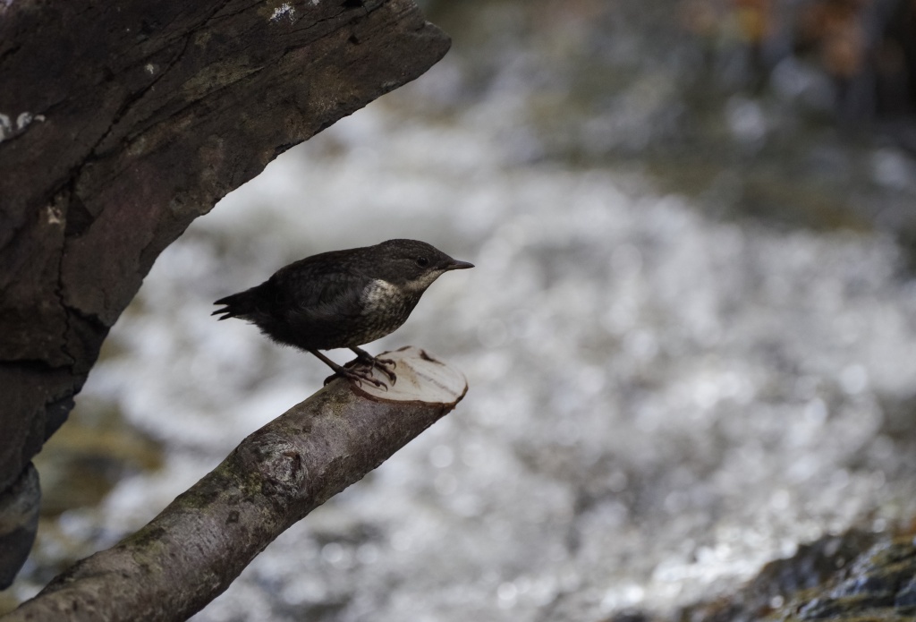 Pentax K-1, HD D-FA 150-450mm