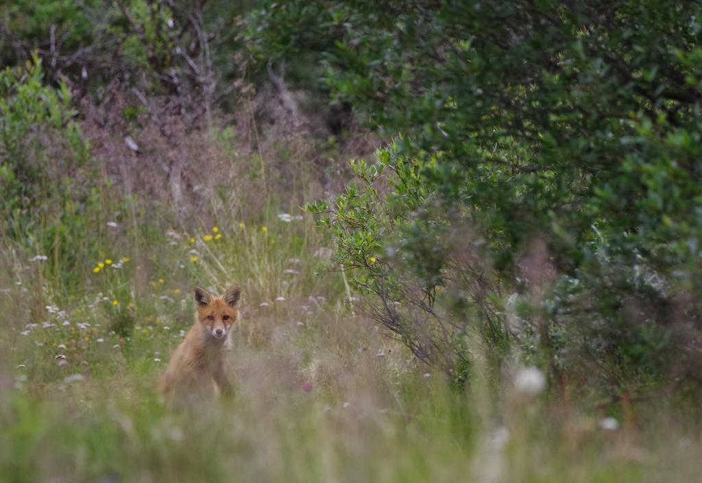 Pentax K-1, HD D-FA 150-450mm